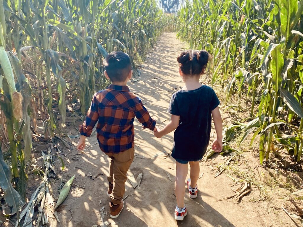 Two children holding hands walking through a corn maze.
