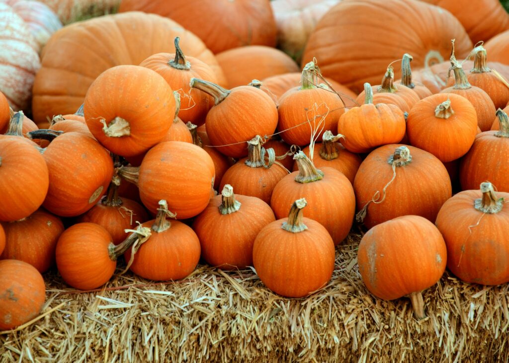 Rows of pumpkins on top of a bale of hay